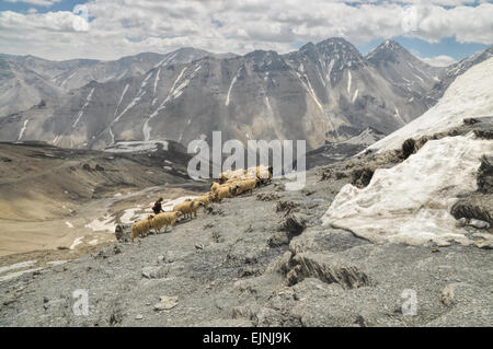 Herde Schafe an den Hängen des malerischen Bergen des Himalaya in Nepal Stockfoto