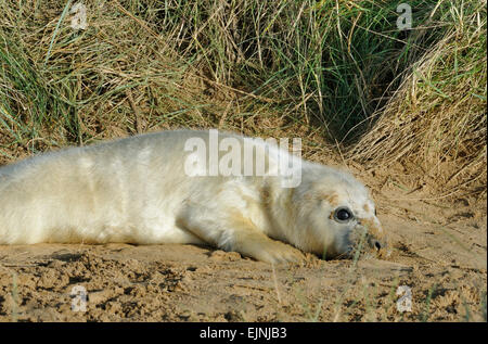 Atlantische Kegelrobben - Halichoerus Grypus Young pup in Dünen Stockfoto