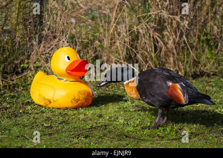 Martin Mere, Rufford, Southport, UK 30. März 2015. "Mumie"  Laysun Ente hat eine seltsame Begegnung im Wildfowl & Wetland Centre, wie Attraktionen im unwahrscheinlichen Szenarien für die Osterferien Duck Hunt angezeigt werden. Die jährliche Riesen-Ente-Jagd erfolgt mit Gönner auf der Suche nach bunt benannte Gummienten auf dem Gelände des Reservats. Bildnachweis: Mar Photographics/Alamy Live-Nachrichten Stockfoto