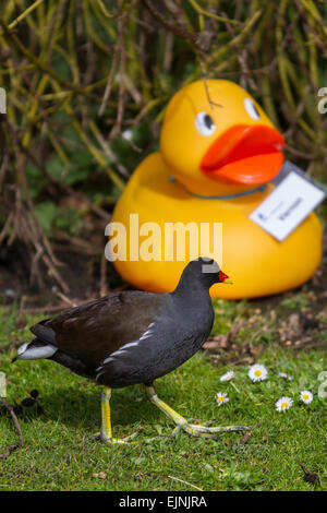 Martin Mere, Rufford, Southport, Großbritannien, 30. März 2015. Moorhen hat eine Seltsame Begegnung im Wildfowl & Wetland Center, da Attraktionen in unwahrscheinlichen Szenarien für die Osterfeiertag-Ente-Jagd auftauchen. Die jährliche RIESENJAGD Duck findet mit Gönnern statt, die auf dem Gelände des Reservats nach bunt benannten Gummienten suchen. Stockfoto