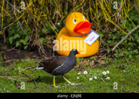 Martin Mere, Rufford, Southport, UK 30. März 2015. Teichhuhn hat eine seltsame Begegnungen am Wildfowl & Wetland Centre, wie Attraktionen im unwahrscheinlichen Szenarien für die Osterferien Duck Hunt angezeigt werden. Die jährliche Riesen-Ente-Jagd erfolgt mit Gönner auf der Suche nach bunt benannte Gummienten auf dem Gelände des Reservats.  Bildnachweis: Mar Photographics/Alamy Live-Nachrichten Stockfoto