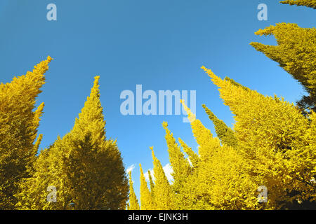 Ginkgo Biloba Bäume Stockfoto