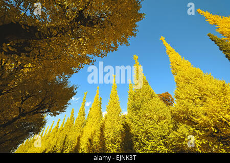 Ginkgo Biloba Bäume Stockfoto