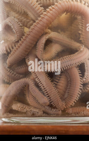 eingelegte erhaltenen Ragworm Würmer in Konservierungsmittel Formaldehyd mit segmentierten Körper und Beine Nereis diversicolor Stockfoto