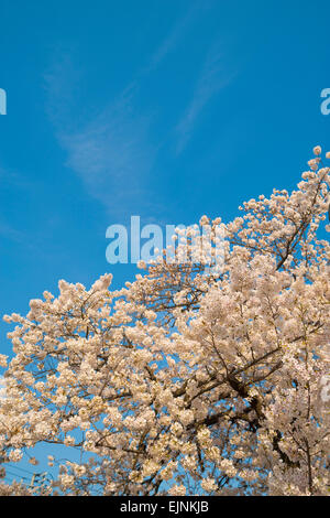 Kirschblüten Stockfoto