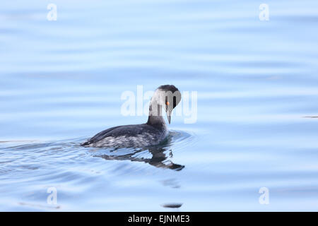 Schwarzhalstaucher Stockfoto