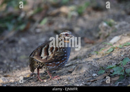 Bambus-Rebhuhn Stockfoto