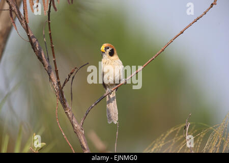 Spot-Breasted Parrotbill Stockfoto