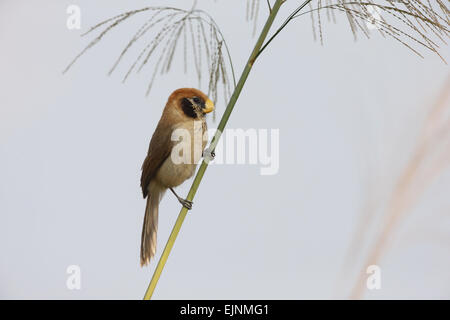 Spot-Breasted Parrotbill Stockfoto