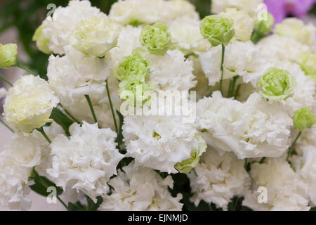 Texas Bluebell Stockfoto