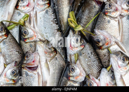 Frisch gefangener Fisch auf einem Markt in Iquitos, Peru im Amazonas-Regenwald Stockfoto