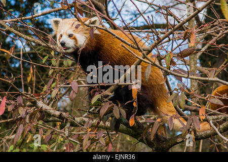 Roter Panda sitzend in einem Baum, von der Seite gezeigt Stockfoto