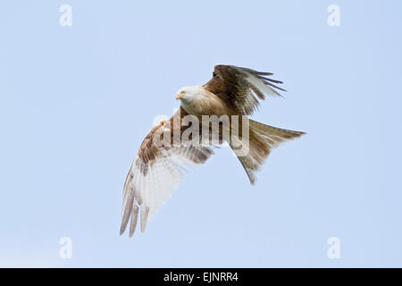 Rotmilan (Milvus Milvus) Erwachsene teilweise Albino fliegen gegen blauen Himmel, Wales, Vereinigtes Königreich Stockfoto