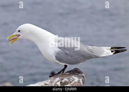 Schwarz-legged Dreizehenmöwe (Rissa Tridactyla) Erwachsenen in der Zucht Gefieder Aufruf stehen auf Felsen oben, England, UK Stockfoto