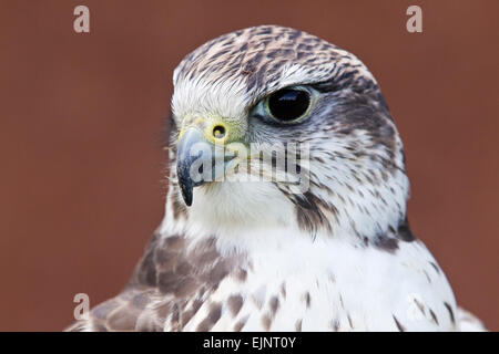 Lanner Falcon (Falco Biarmicus) zeigt Detail Kopf und Schnabel, Vereinigtes Königreich, Europa Stockfoto