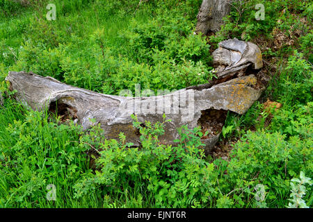 Umgestürzten Baum entsteht das Bild eines Gesichts halb verborgen in der Wiese Stockfoto