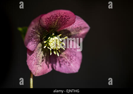 Tief rosa/rot Helleborus Orientalis mit gefleckten Blütenblättern. Natürliches Licht und einem dunklen Hintergrund. Stockfoto