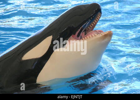 Orca Wale auftauchen, Mund, Zähne und Zunge zeigen Stockfoto