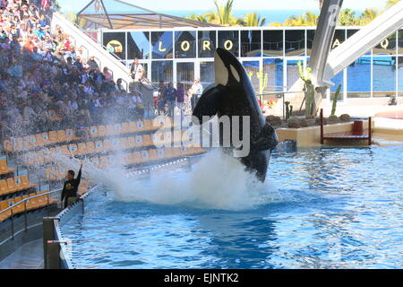 Trainer Überwachung Orca Wale springen hoch aus dem Wasser auf Teneriffa Loro Show Orca Morgan Stockfoto