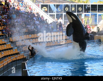 Orca Wale springen hoch aus dem Wasser auf Teneriffa Loro Orca Show, Publikum immer spritzte Morgan Stockfoto