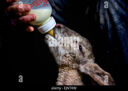 Ein scharf gerenderten verwaiste Lamm, Neugeborenes, Wiederherstellung mit einer Flasche Feed warme Milch vom Bauernhof-Küche. Dunklen Hintergrund. Stockfoto
