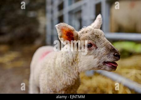 Ein junges Lamm für ihre Mutter in eine mütterliche Stift vor dem unscharfen Hintergrund in der Scheune scharf blöken gerendert. Stockfoto