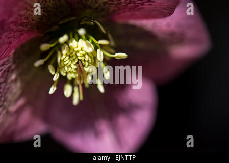 Tief rosa/rot Helleborus Orientalis mit gefleckten Blütenblättern. Natürliches Licht und einem dunklen Hintergrund. Stockfoto