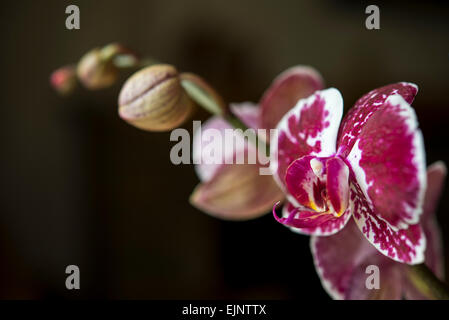 Schaft eine Phalaenopsis Orchidee mit einem offenen Blume mit Fett Markierungen. Knospen entlang der Länge des Stammes. Stockfoto