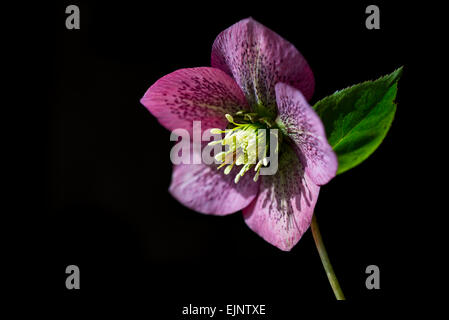 Tief rosa/rot Helleborus Orientalis mit gefleckten Blütenblättern. Natürliches Licht und einem dunklen Hintergrund. Stockfoto