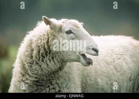 Herdwick-schafe Lake District, Cumbria England UK GB Europa Stockfoto