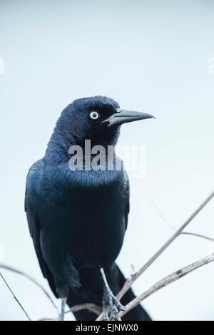 Boot-angebundene Grackle Stockfoto