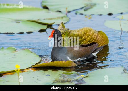 Gemeinsame Gallinule Stockfoto