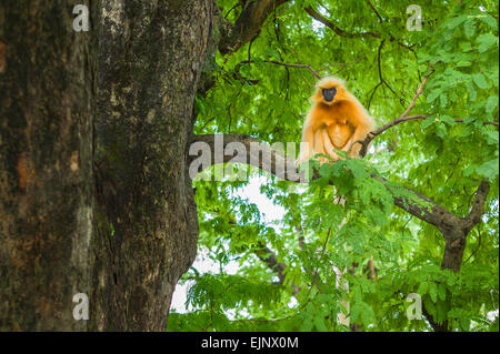 Gee ist Golden Languren, schwarz konfrontiert und langhaarige, auf einen Baum im Wald in der Nähe von Guwahati, Assam, Indien. Stockfoto