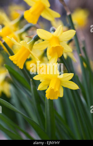 Narzissen 'Tete a Tete"im Garten. Stockfoto