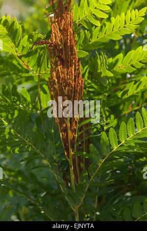 Königsfarn (Osmunda Regalis). Hintergrundbeleuchtung Wedel und Sporangien. Calthorpe breit. NNR, SSSI, Ramsar bezeichnet. Stockfoto