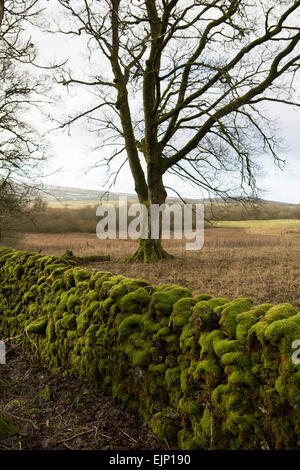 Moos bedeckt Trockenmauer an Malham Tarn, Yorkshire Dales, UK Stockfoto