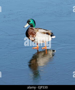 Eine männliche Stockente (lat. Fulica Atra) zu Fuß auf dünnem Eis Stockfoto