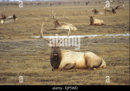 Das National Elk Refuge bietet einen Winter Futterplatz für fast 10.000 Elk, Jackson Hole, Wyoming, USA. Stockfoto