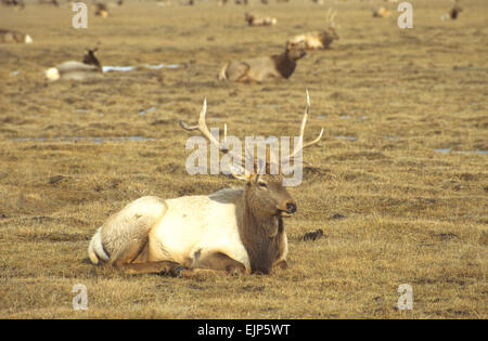 Das National Elk Refuge bietet einen Winter Futterplatz für fast 10.000 Elk, Jackson Hole, Wyoming, USA. Stockfoto