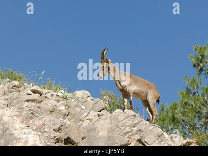 Eine juvenile iberische Steinbock, spanischer Steinbock, spanische wilde Ziege oder iberischen Wildziege (Capra Pyrenaica). Andalusien, Spanien. Stockfoto