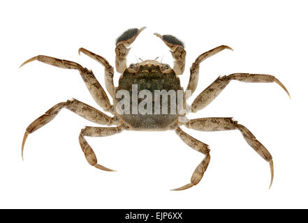 Chinesische Fäustling Krabbe - Eriocheir sinensis Stockfoto