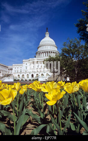 Das Capitol ist Washingtons bekannteste Wahrzeichen, Washington, DC, USA. Stockfoto