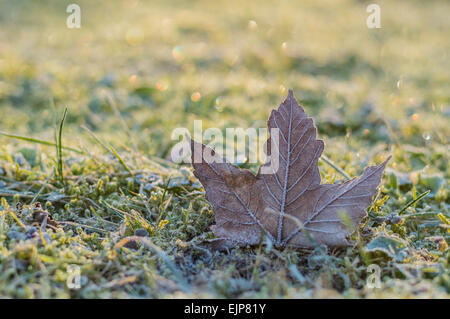 Morgendliche Aussicht auf einen gefallenen Herbst Maple Leaf und Rasen mit Hoar-frost Stockfoto