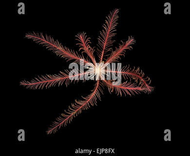 Feather Star - Antedon bifida Stockfoto