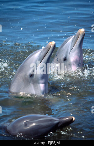 Flasche Nase Delfine spielen im Dolphin Research Center 27. Juni 1996 in Marathon Key, FL.  Das Zentrum ist, wo die original Flipper ausgebildet wurde und wieder trainierten Delfinen in freier Wildbahn spezialisiert. Stockfoto