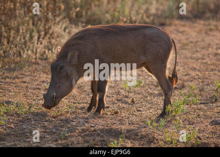 Warzenschwein (Phacochoerus Africanus). Profil, weiblich oder Sau. Mole National Park. Ghana. West-Afrika. Stockfoto