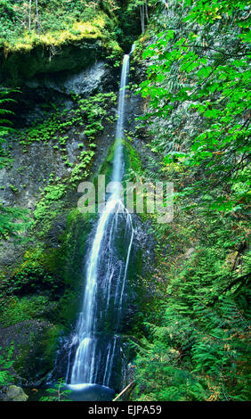 Marymere Falls, in der Nähe von Crescent Lake, Olympic Nationalpark, Washington Stockfoto