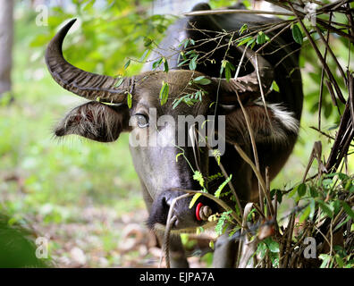 Schöne schwarze Kuh im Dschungel in Thailand Stockfoto