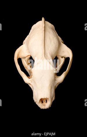 Europäischer Dachs Schädel, Meles Meles, Weiblich, UK Stockfoto