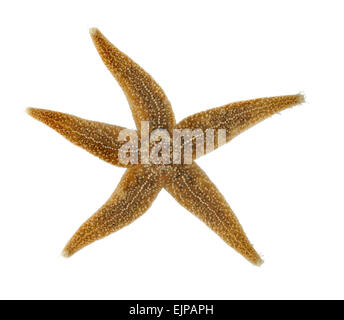 Gemeinsamen Starfish - Asterias rubens Stockfoto